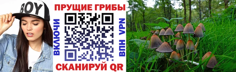 Галлюциногенные грибы Cubensis Бирск